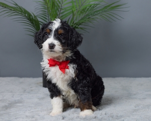 Pluto Mini Bernedoodle